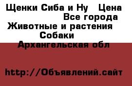 Щенки Сиба и Ну › Цена ­ 35000-85000 - Все города Животные и растения » Собаки   . Архангельская обл.